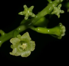 Helmontia leptantha