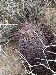 Echinomastus johnsonii