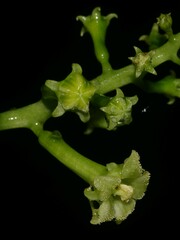 Helmontia leptantha