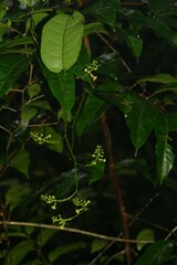 Helmontia leptantha