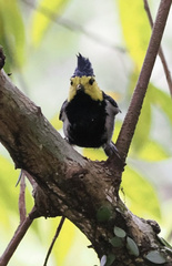 Machlolophus spilonotus