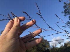 Limonium duriusculum