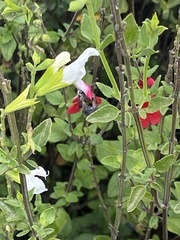 Anthophora pilifrons