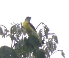 Myiozetetes granadensis