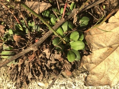 Limonium duriusculum