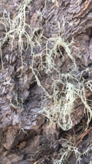 Usnea hirta