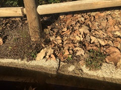 Limonium duriusculum