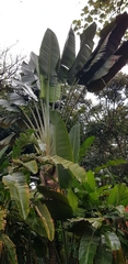 Ravenala madagascariensis
