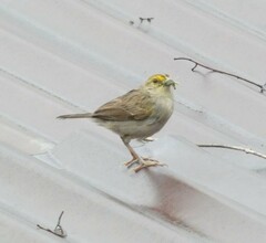 Ammodramus aurifrons