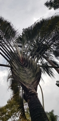 Ravenala madagascariensis
