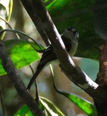 Leptopogon superciliaris