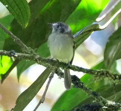 Leptopogon superciliaris