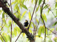 Machlolophus spilonotus