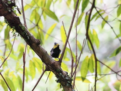 Machlolophus spilonotus