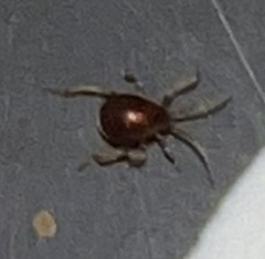 Gibbium aequinoctiale