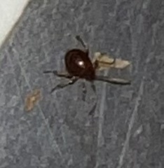 Gibbium aequinoctiale
