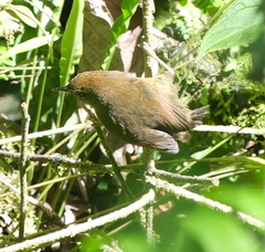 Troglodytes solstitialis