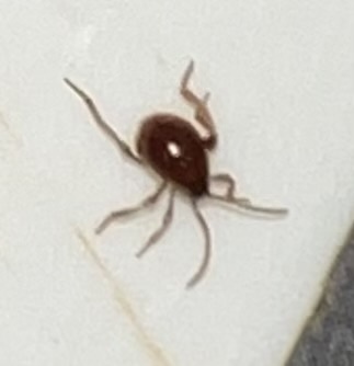 Smooth Spider Beetle photo 5