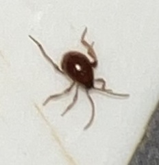 Gibbium aequinoctiale