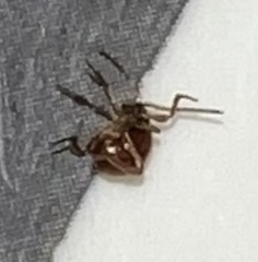 Gibbium aequinoctiale