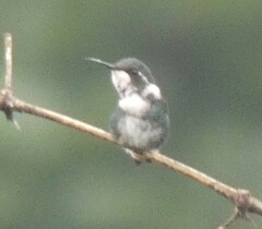 Chaetocercus mulsant