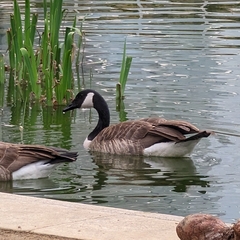 Branta canadensis