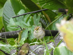 Ammodramus aurifrons