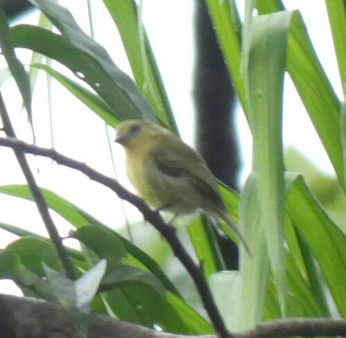 Olive-faced Flatbill (Tolmomyias viridiceps), photo 5
