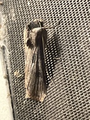 Agrotis malefida