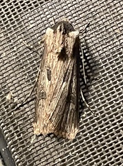 Agrotis malefida