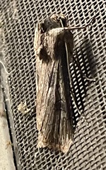 Agrotis malefida