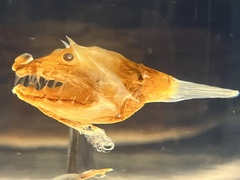 Linophryne arborifera