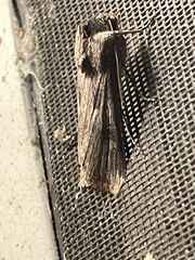 Agrotis malefida