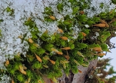 Ulota crispa
