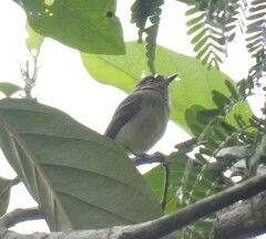 Leptopogon superciliaris