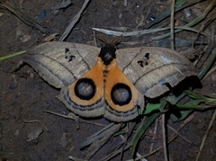 Automeris curvilinea