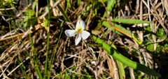 Viola lanceolata