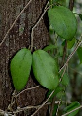 Hoya australis