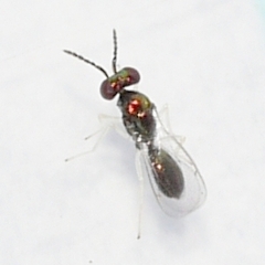 Entedoninae
