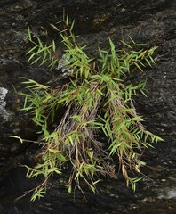 Pogonatherum crinitum