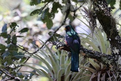 Trogon mexicanus