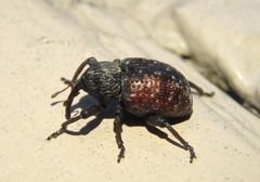 Chalcodermus collaris