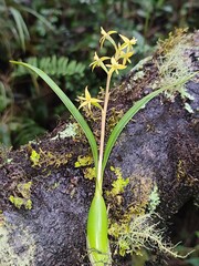 Prosthechea grammatoglossa