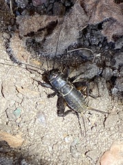 Teleogryllus commodus