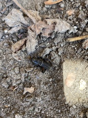 Teleogryllus commodus