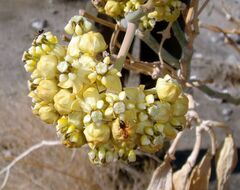 Asclepias albicans