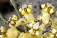 Asclepias albicans