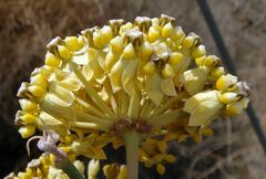 Asclepias albicans