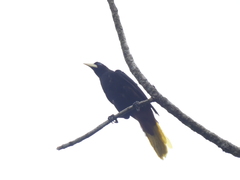 Psarocolius decumanus