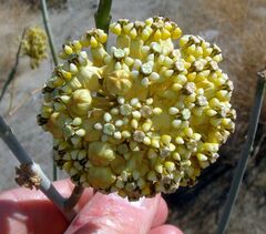 Asclepias albicans